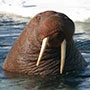 tiere wie wir (who is the walrus?)